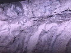 -贝壳梦幻世界