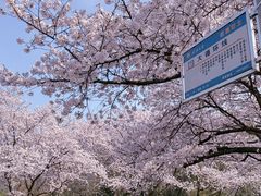 -武汉大学-樱园
