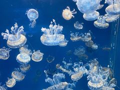 -海合安成都极地海洋公园