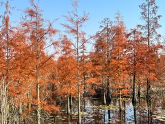 -池杉湖湿地公园