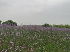 -西京湾花海