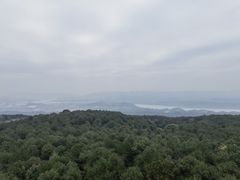 -铁山坪森林公园