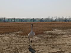 -盐城丹顶鹤湿地生态旅游区