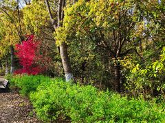 -上海海湾国家森林公园