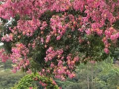 -东莞植物园