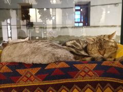 -喵屿·大理花园猫咖