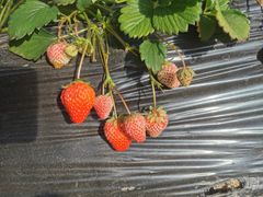 -昌平兴寿秀秀草莓采摘园