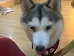 -Husky Go! 哈士奇体验馆·宠物咖啡厅狗咖