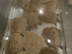 -鳖皇甲鱼餐厅(平阳路店)