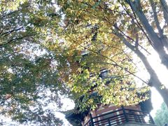 -上海佘山国家森林公园西佘山园