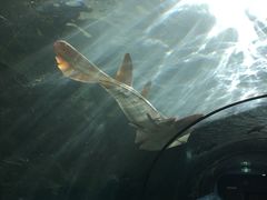 -悉尼海洋生物水族馆
