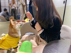 -逗柴咖啡屋·狗咖猫咖宠物桌游