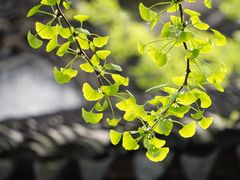 -惠山国家森林公园