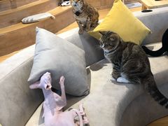 -啵啵喵·猫咖(攀华国际店)