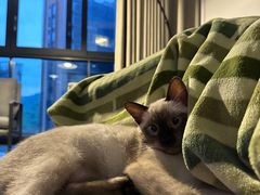 -创凡宠物医院·骨专科  猫科中心(西乡分院)