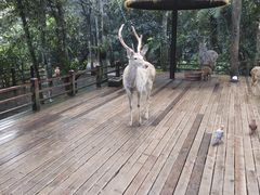 -普洱太阳河森林公园