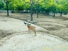 -上海野生动物园