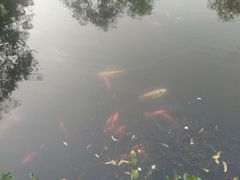 -西湖外事游船(花港观鱼码头)