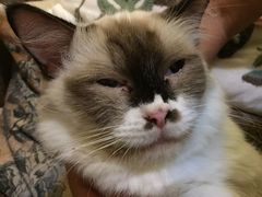 -猫色咖啡·猫咖