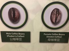 -巴厘岛黄金金兔咖啡工厂