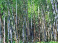 -黄埔油麻山森林公园