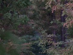 -黄海国家森林公园