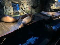 -大阪海游馆