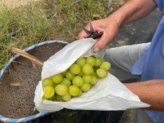 -马陆小张葡萄园农家乐