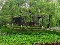-桂湖森林公园