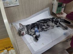 -北京观赏动物医院·24小时大型综合·猫专科·异宠专科