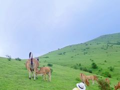 -大姆山草场
