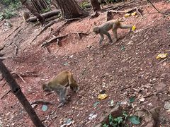 -黔灵山公园