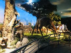 -国家自然博物馆