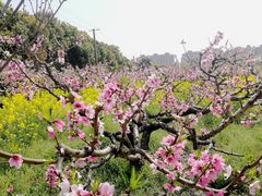 -南汇桃花村