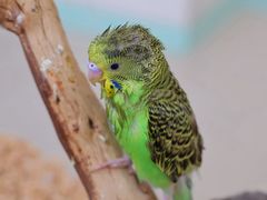 -怪兽屋·羊驼·猫咖·狗咖(俊华广场店)