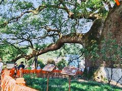 -新安江山水画廊风景区