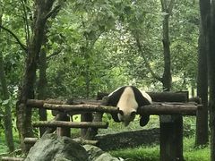 -都江堰中华大熊猫苑