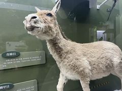 -国家自然博物馆