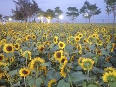 -野狸岛