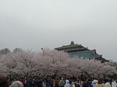 -武汉大学-樱园