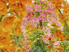 -中国天府农业博览园