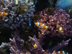 -暹罗海洋世界