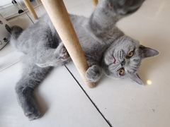 -平行世界·猫咖(首经贸店)