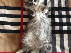 -纳吉亚猫专科动物医院·北北分院