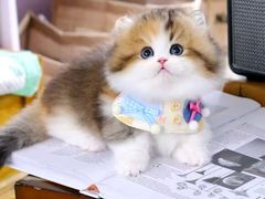 -欣宠猫屋·矮脚拿破仑·蓝金金渐层
