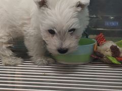-FAELING PETS美天灵宠物(合生汇店)