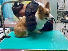 -唐小姐の猫狗洗护·购宠旗舰店(周浦万达店)