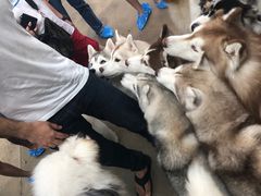 -TrueLove @ Neverland (Husky Cafe)