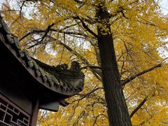 -桂湖森林公园