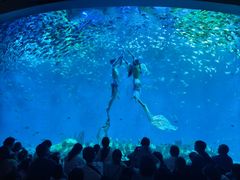 -合肥海洋世界